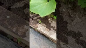 2025-06-26  Как приготовить приманку для муравьёв из борной кислоты, как её применять?