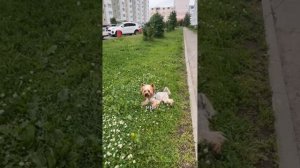 Как ветеринар мучил мою собаку. Интервью с хозяйкой йорка
