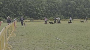 БЕБИ КОБЕЛИ ДШ / КЧК ХАБАРОВСК 13 июня`25 В.Киселева Моно немецких овчарок