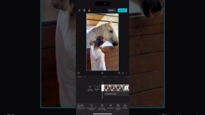 Красивый ролик в CapCat