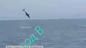 В Приморье из-за повышения температуры моря появились акулы-людоеды