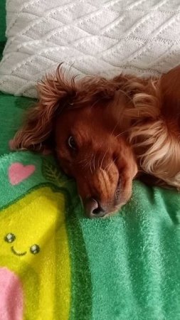 Джейн собака с дизайнерским подходом к отдыху