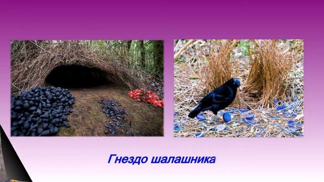 Скворцы синицы и другие птицы: к Всемирному дню перелётных птиц смотреть онлайн