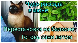 На балконе перестановка 26-06-2025 #обзор