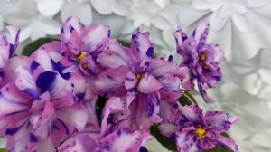 Фиалка химера МК-Ветер Перемен Люкс