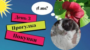 Живём на 500 рублей в день. Гуляем, покупаем. Сколько стоит содержание кошек? 25.06.25