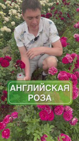 Роза из 19 века 😱😍