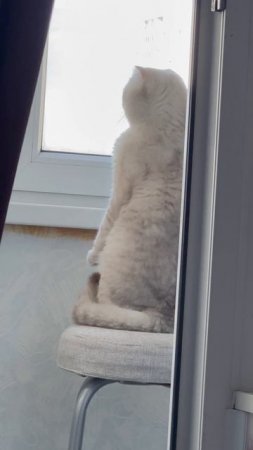 😸🌤️