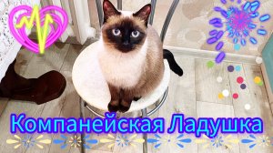 Кошка🐱Ладушка💕 #смешныекоты #котики #прикольные #милые котики