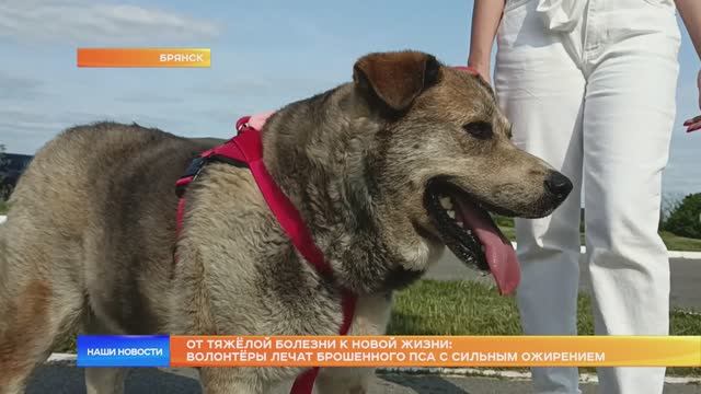 От тяжёлой болезни к новой жизни: волонтёры лечат брошенного пса с сильным ожирением