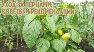 Чем подкормить перец для обильного урожая — проверенные средства и схема подкормок!