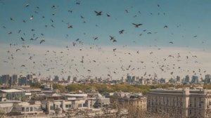 Птицы в городской среде сосуществование или конфликт