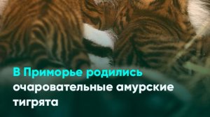 В Приморье родились очаровательные амурские тигрята