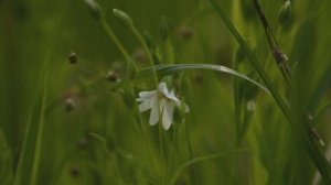 Утро в лесу в конце весны. Звуки майского леса. Весна 2025