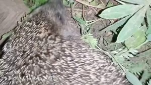 Ночной гость пришёл а поисках пищи