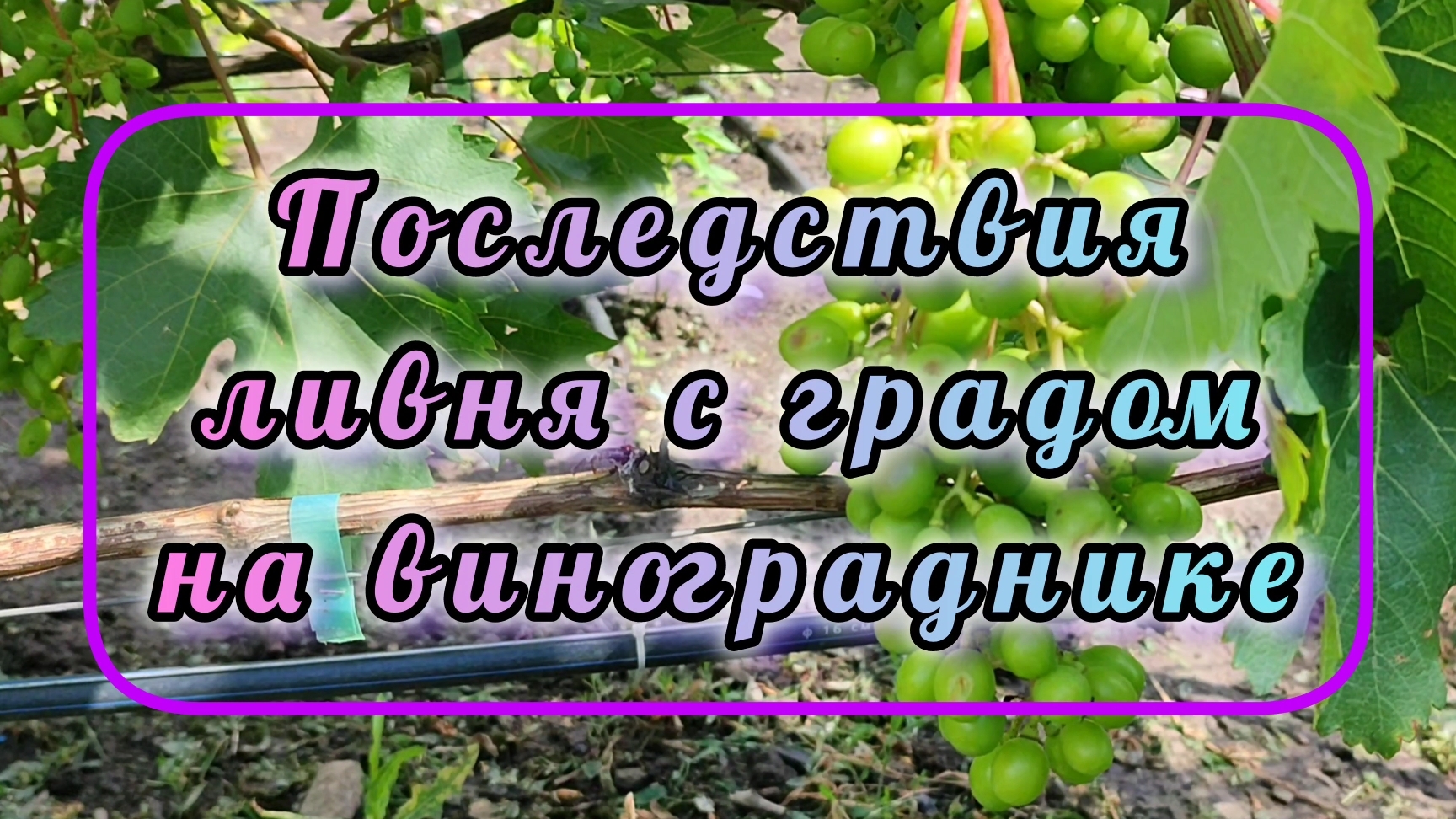 Последствия ливня с градом на винограднике. 25-26.05.25