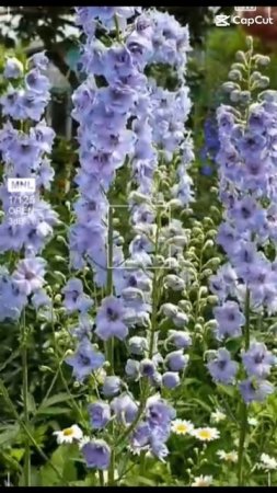Дельфиниум 26-06-2025
