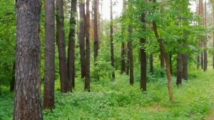 Здесь царит лесная сказка