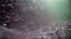1000045390.mp4Волга гл.5м.26.06.2025г.