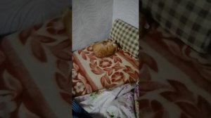 Моя рыжуля