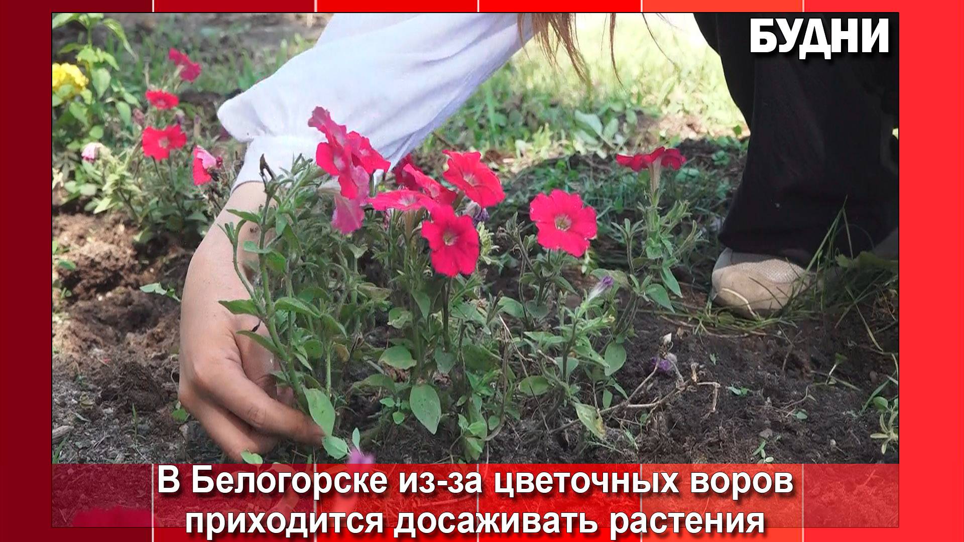 Цветочные воры портят клумбы Белогорска