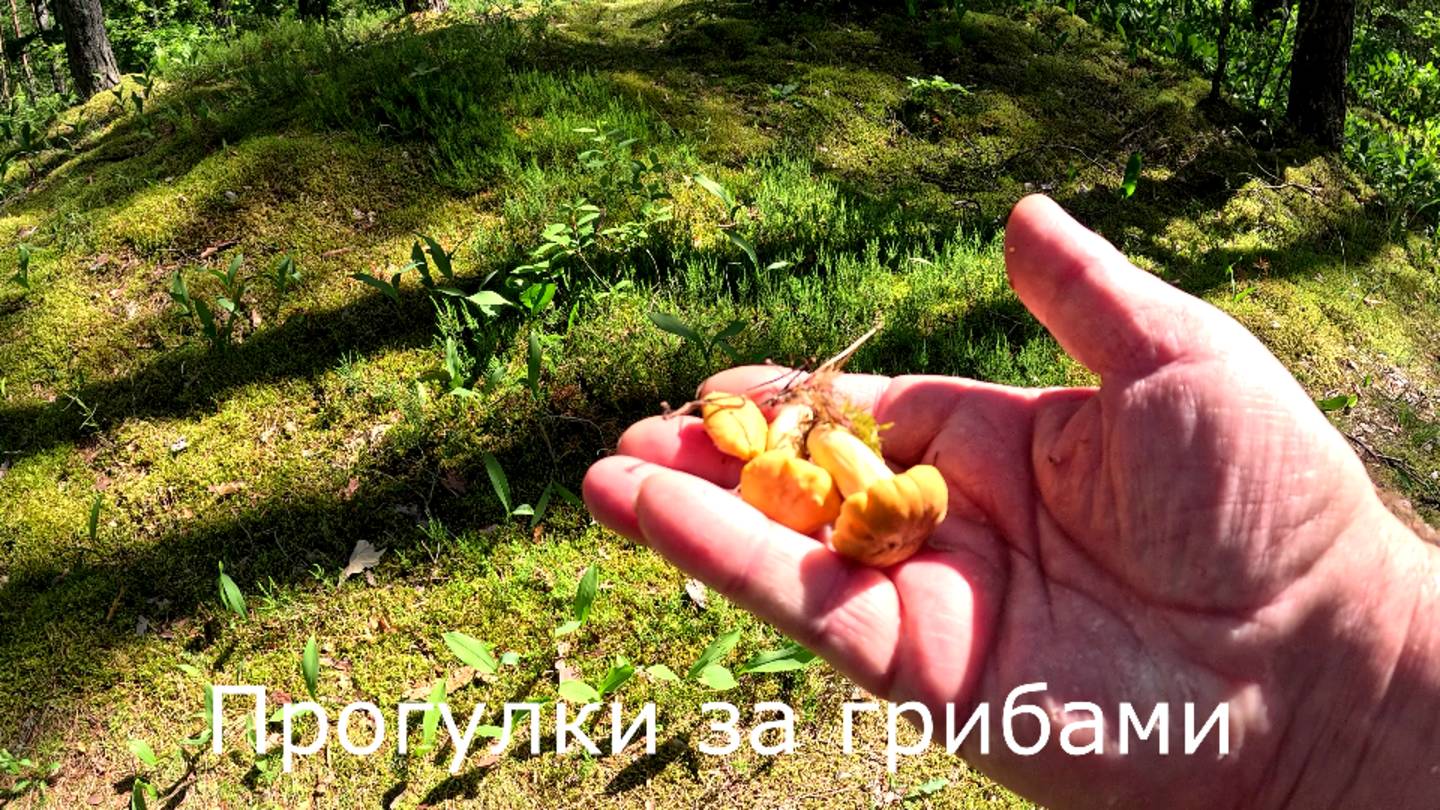Прогулки за грибами. В этом мховом лесу грибов почти нет.