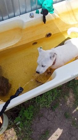 Щенок принимает ванну