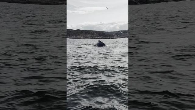 Горбатые киты замечены у берегов Баренцева моря!