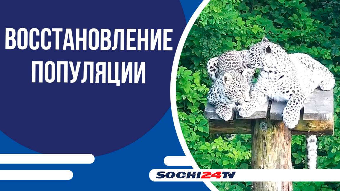 Молодого леопарда Казбека будут учить охотиться специалисты, а не мать