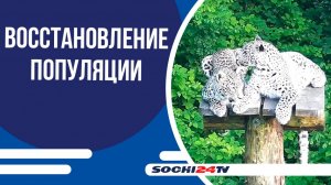 Молодого леопарда Казбека будут учить охотиться специалисты, а не мать