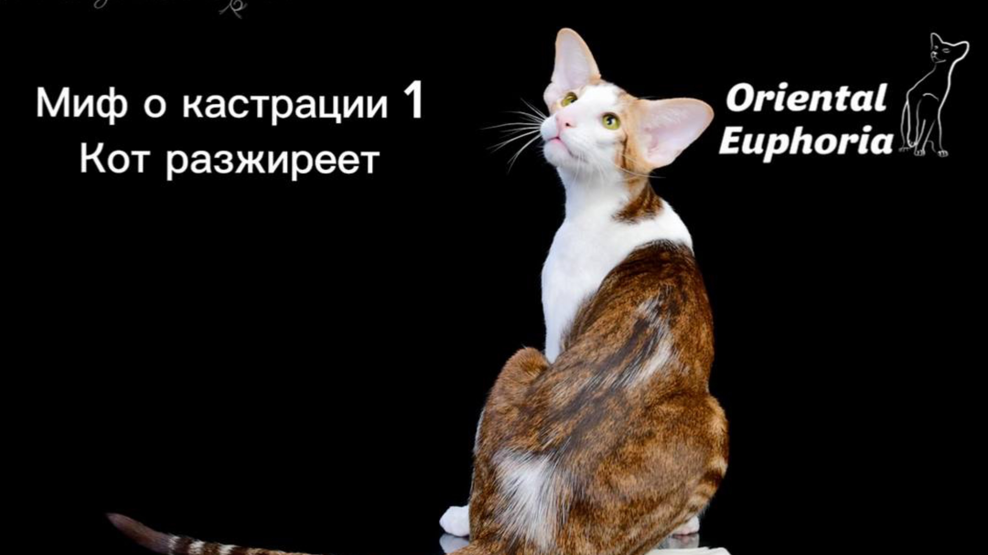Миф о кастрации 1
Кот разжиреет и обленится, так ли это?