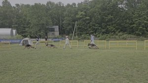 МОЛОДЫЕ СУКИ / КЧК ХАБАРОВСК 13 июня`25 В.Киселева Моно немецких овчарок