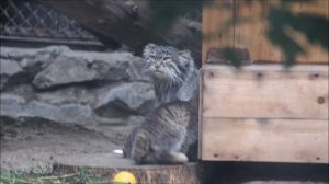 Пока рядом находятся работники манул Снежинка не выпускает своих котят из будки 25.06.2025