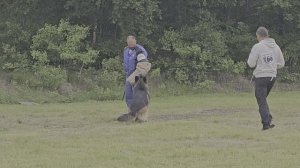 1 Отл. КЧК Леруа Мадлен ШЕРХАН +++ №66. КЧК ХАБАРОВСК 13 июня`25 В.Киселева Моно н/о