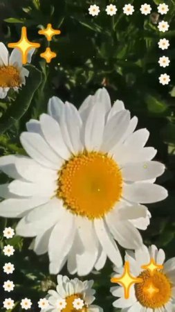 Белые ромашки 🌼🌼🌼