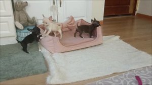 Мальчики чихуахуа. Мини.