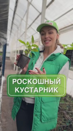 Невероятный кустарник для вас 😍