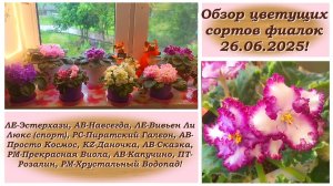 Обзор цветущих сортов фиалок 26.06.2025!