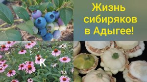 Переехали в Адыгею/Наша жизнь в станице Гиагинской/Почистили клубнику/Фаршированные патиссоны/