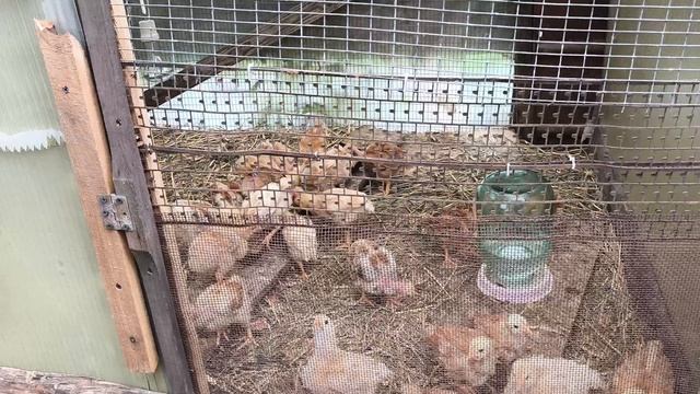 перепелки начинают нестись. спасаем от холода.