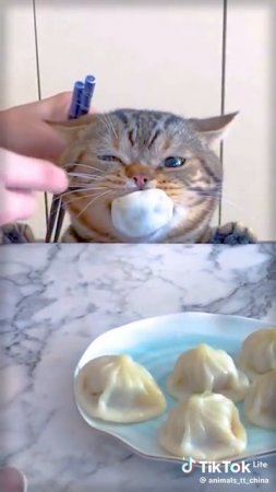 мой пельмень