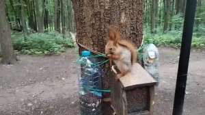 Кормушка Бутылки Белка. Зарисовка