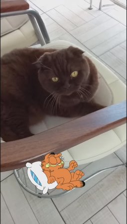 Дождался кожаных😻🙏👍#котики#наши питомцы#любовь