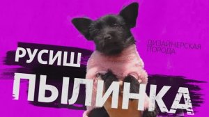 250625 Пылинка