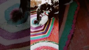 HwVideoEditor_2025_06_26_133731452.mp4