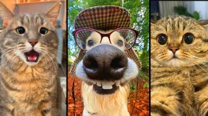 Funny ANIMAL VIDEOS 😂 The Funniest cats and Dogs of 2025 🐶😼 30 Minutes of Laughter 😹