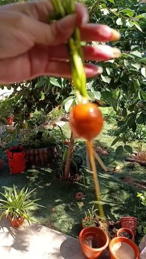 Великий урожай.