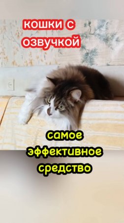 Смешная озвучка кошек.