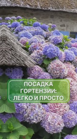 Чек-лист по посадке гортензий | советы садоводу