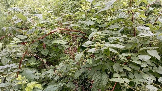 сыновья ..делают выбор